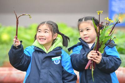 苏虎苗日常行为观察要点，苏虎苗的日常行为观察