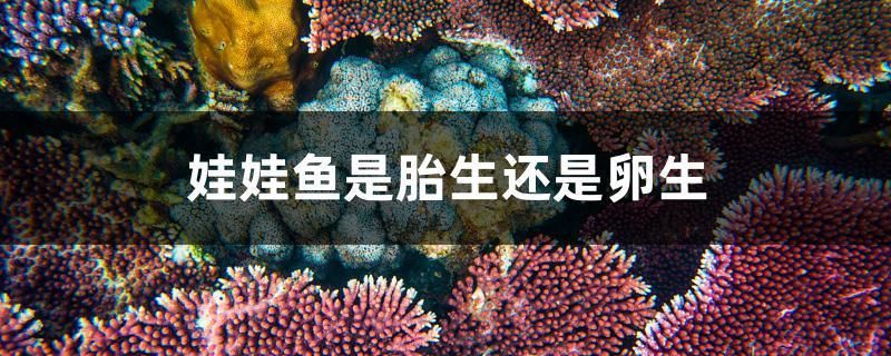 苏虎苗体表损伤识别，苏虎苗体表损伤的识别 虎鱼百科 第1张