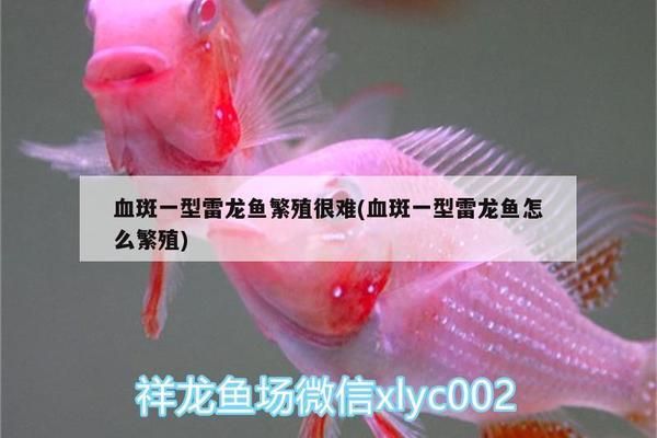 白子关刀鱼繁殖缸布置要点，白子关刀鱼的繁殖缸布置 观赏鱼市场（混养鱼） 第2张