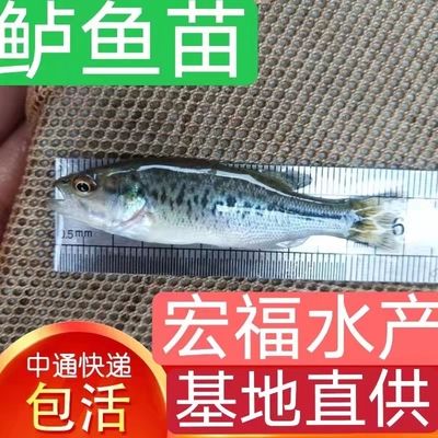 豹纹夫鱼苗开口饵料品牌推荐，豹纹夫鱼苗专用开口饵料 观赏鱼市场（混养鱼） 第3张