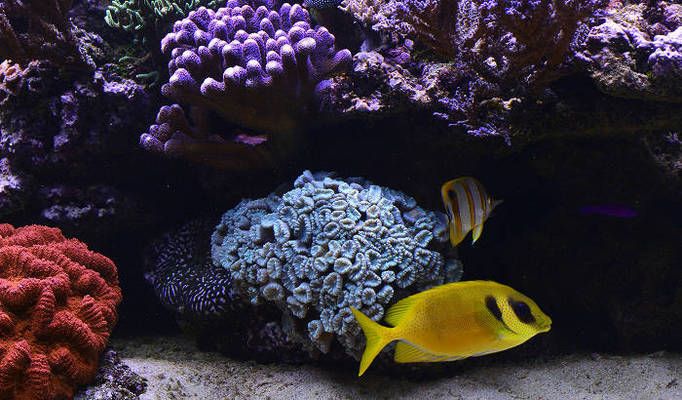 水族灯最佳照明时间设置 观赏鱼市场（混养鱼） 第1张