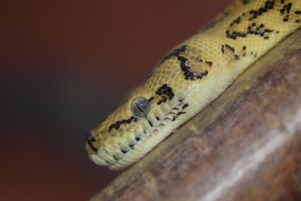 六角恐龙鱼缸里有白色絮状物怎么办 鱼缸百科 第5张