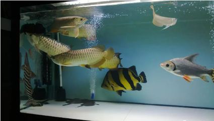 苏虎鱼适宜的水族箱布置，关于苏虎鱼适宜的水族箱布置要点 虎鱼百科 第3张