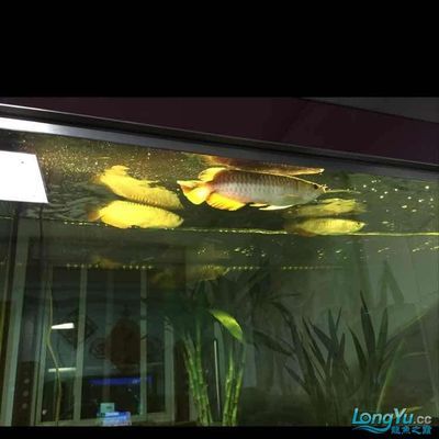 苏虎鱼适宜的水族箱布置，关于苏虎鱼适宜的水族箱布置要点 虎鱼百科 第4张