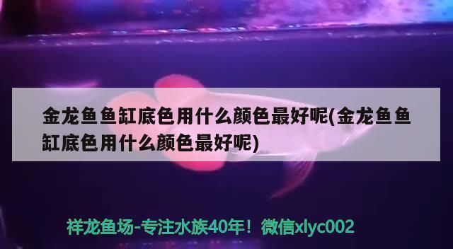 金龙鱼鱼缸底色用什么颜色最好看，金龙鱼鱼缸底色选择指南,金龙鱼观赏价值提升技巧