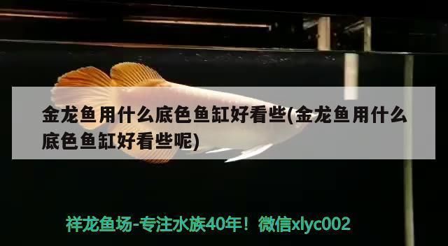 金龙鱼鱼缸底色用什么颜色最好看，金龙鱼鱼缸底色选择指南,金龙鱼观赏价值提升技巧 鱼缸百科 第5张