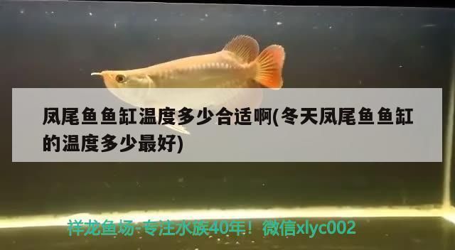 如何监测三纹虎水温变化，jd-sw2水温监测系统价格对比 虎鱼百科 第5张