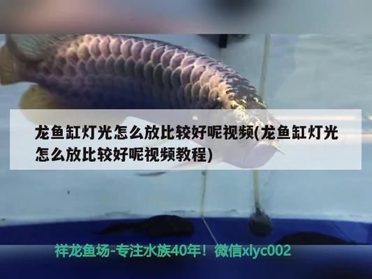 龙鱼缸灯光怎么放比较好，龙鱼缸灯光对于提升观赏效果和水质管理至关重要