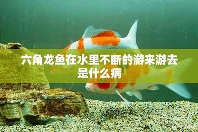 六角恐龙鱼来回游，六角恐龙鱼在水族箱中来回游动可能是由于以下几个原因造成的