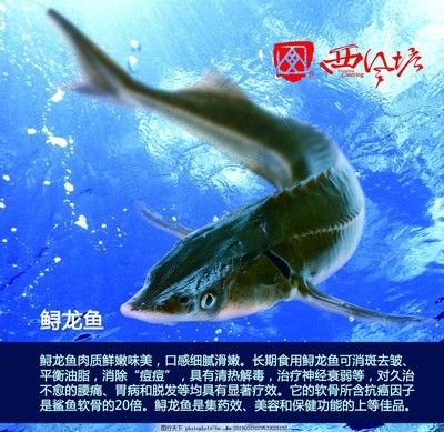 龙鱼海报，龙鱼海报设计图片和模板下载创意龙鱼主题壁纸下载 龙鱼百科 第5张