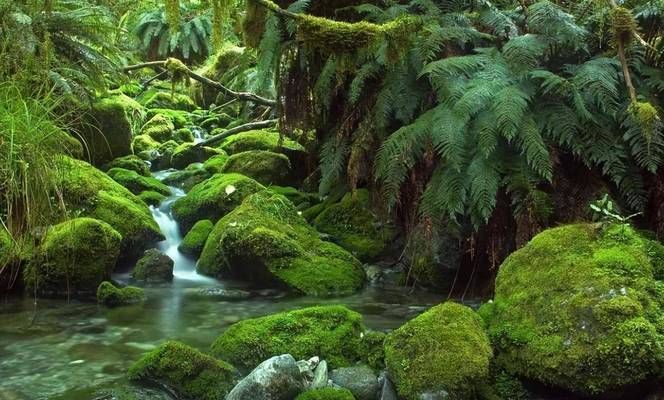 亚马逊河鱼种多样性介绍，亚马逊河鱼种多样性 观赏鱼市场（混养鱼） 第2张