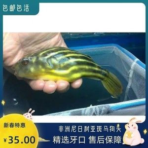 斑马狗头鱼健康检查频率，如何判断斑马狗头鱼健康,水族箱水质管理技巧分享 观赏鱼市场（混养鱼） 第2张