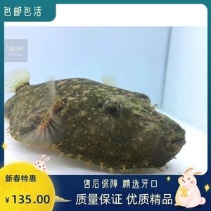 斑马狗头鱼健康检查频率，如何判断斑马狗头鱼健康,水族箱水质管理技巧分享 观赏鱼市场（混养鱼） 第3张