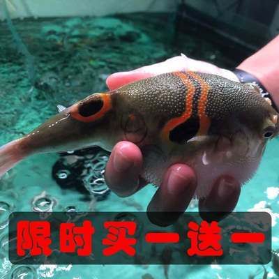 斑马狗头鱼健康检查频率，如何判断斑马狗头鱼健康,水族箱水质管理技巧分享 观赏鱼市场（混养鱼） 第4张