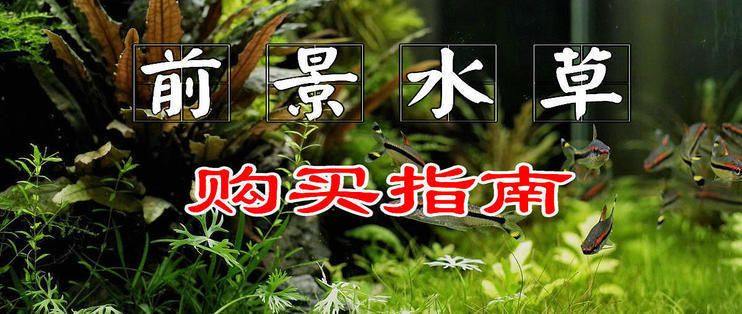 如何选购龙鱼缸水草，在选购龙鱼缸水草时，需要考虑哪些因素 鱼缸百科 第4张