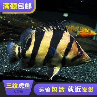 泰虎鱼疾病预防措施，泰虎鱼常见疾病早期症状预防措施，泰虎鱼混养搭配技巧 虎鱼百科 第3张