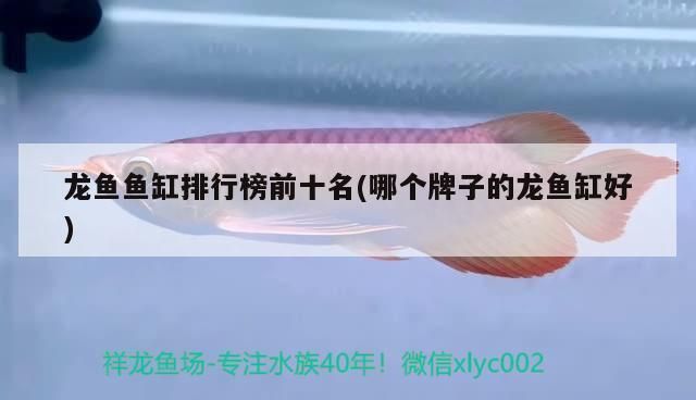 龙鱼缸排名第一名是什么鱼，龙鱼缸排名第一名是什么鱼2024年龙鱼缸品牌排名