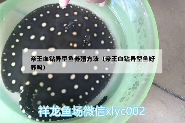 帝王血钻繁殖后护理方法，帝王血钻繁殖后喂食指南帝王血钻繁殖后的护理方法