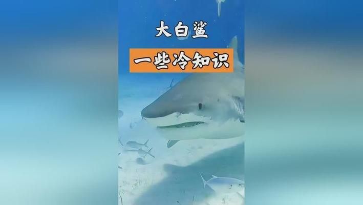 大白鲨幼崽的捕食习性，大白鲨幼崽的捕食习性包括它们在出生后的几个月内 观赏鱼市场（混养鱼） 第1张