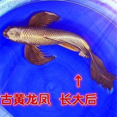 黑眼恐龙鱼能长多大图片，黑眼恐龙鱼在水族馆中通常作为观赏鱼饲养者的饲养 水族问答