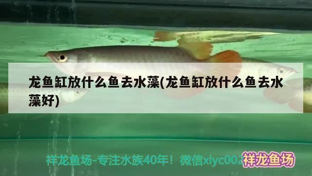 龙鱼缸放什么鱼去水藻，龙鱼缸放什么鱼去水藻，龙鱼缸内植物的选择与搭配 鱼缸百科 第4张