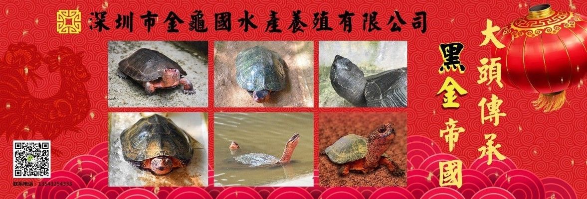 龙鱼缸过滤系统安装，龙鱼缸过滤系统安装方法 鱼缸百科 第5张