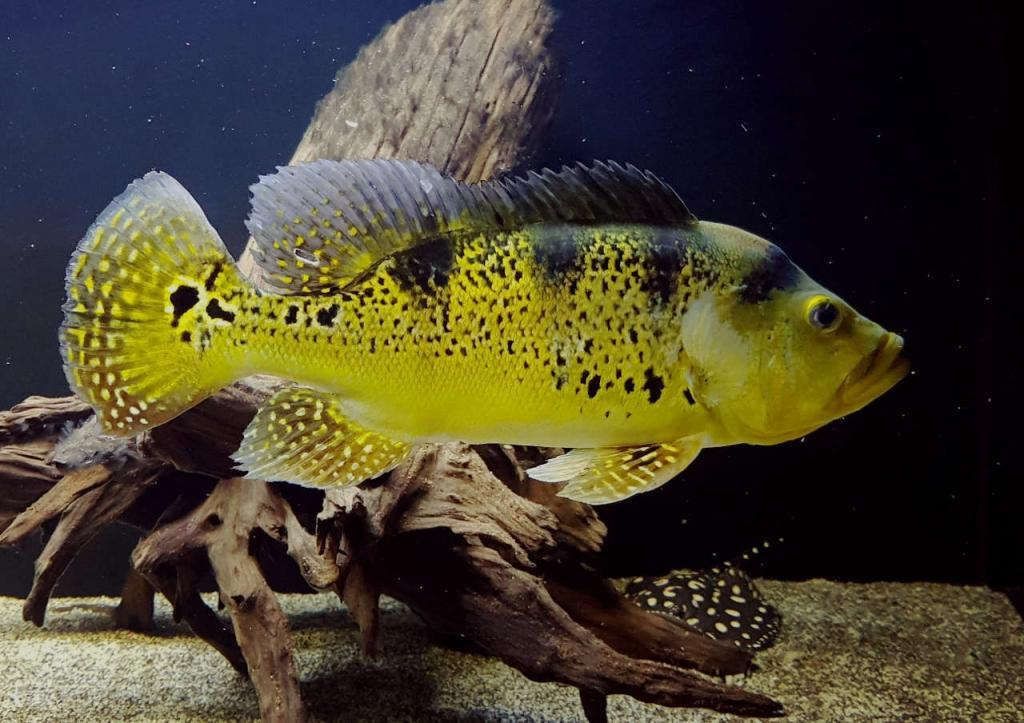 红老虎鱼繁殖水族箱尺寸，红老虎鱼的繁殖水族箱尺寸应根据其生长和繁殖需求来确定 虎鱼百科 第2张