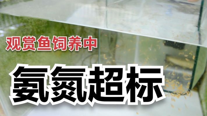 泰国雪鲫鱼繁殖后如何控制氨含量，泰国雪鲫鱼繁殖后怎样控制氨含量 观赏鱼市场（混养鱼） 第5张