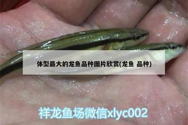 什么龙鱼最大最好养，最大且最好养的龙鱼品种有哪些？ 龙鱼百科 第2张