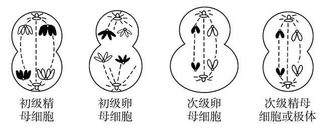 孤雌繁殖的生物学意义，孤雌繁殖具有重要意义，