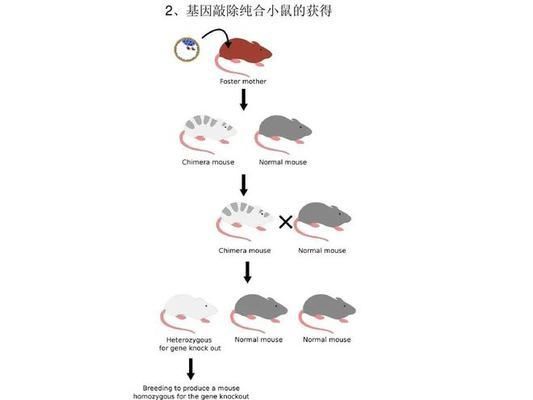 孤雌繁殖的生物学意义，孤雌繁殖具有重要意义， 观赏鱼市场（混养鱼） 第4张