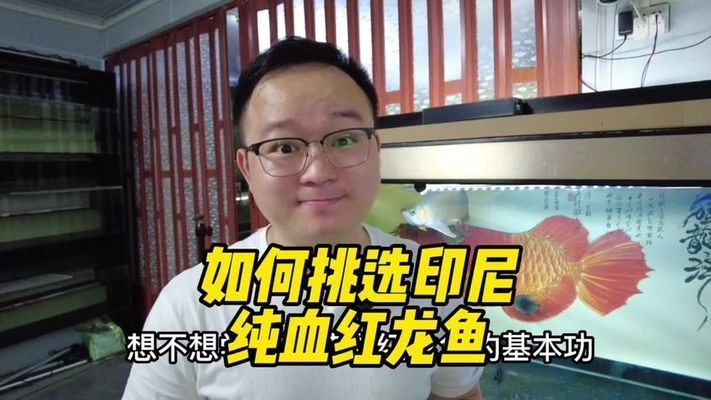 超血红龙鱼捕猎时机选择，超血红龙鱼合法捕捞规定，超血红龙鱼钓鱼技巧分享 观赏鱼市场（混养鱼） 第3张