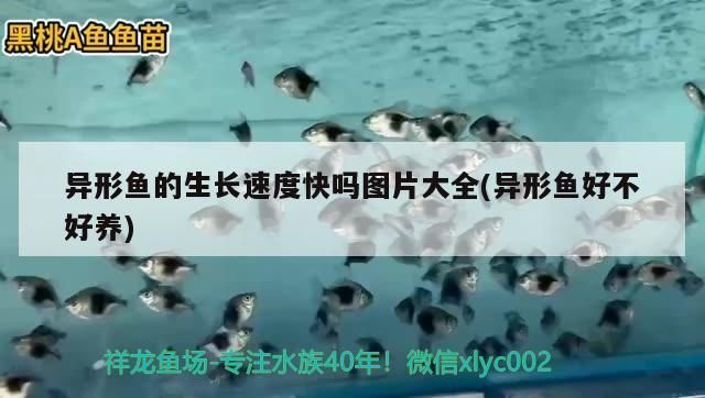 福满钻鱼繁殖技术难点解析，福满钻鱼的繁殖技术难点 观赏鱼市场（混养鱼） 第2张