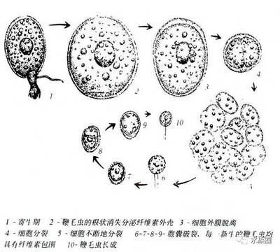 湛江龙鱼价格行情最新报价，关于湛江龙鱼的问题 水族问答