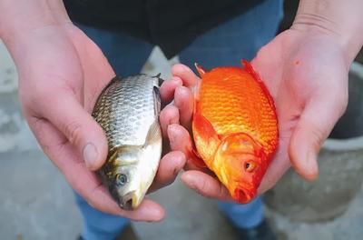 龙鱼什么饵料在水面上漂浮，如何自制龙鱼浮水饵料龙鱼浮水饵料保存技巧 龙鱼百科 第2张