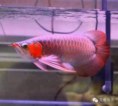 赤瞳黄龙鱼图片大全 水族问答