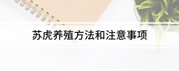 苏虎苗高温下的饲养技巧，苏虎苗在高温下的饲养技巧 虎鱼百科 第4张