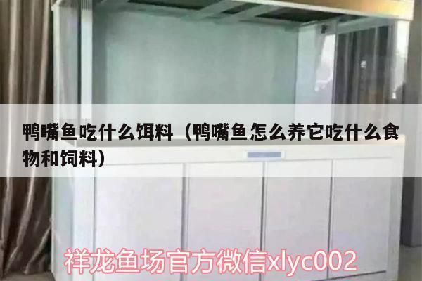 斑马鸭嘴鱼饲料保存技巧，如何自制斑马鸭嘴鱼饲料 观赏鱼市场（混养鱼） 第2张