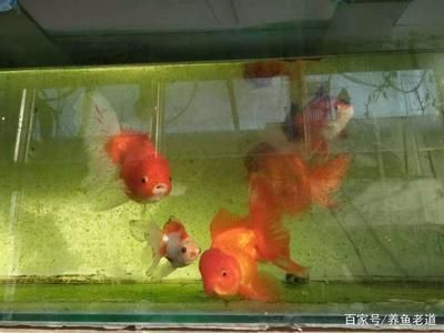 龙鱼撞掉鳞片怎么办，龙鱼在水族箱中可能因为各种原因撞掉鳞片 水族问答