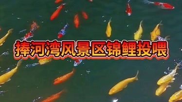 不同水温下锦鲤投喂指南，锦鲤饲养指南 观赏鱼市场（混养鱼） 第1张