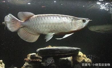 魟鱼混养的水族环境要求，魟鱼混养水族环境要求 虎鱼百科 第3张