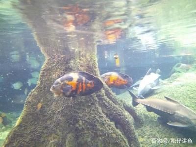 魟鱼混养的水族环境要求，魟鱼混养水族环境要求 虎鱼百科 第1张