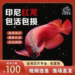 祥龙水族联盟官方网站内容，祥龙水族联盟官方网站 观赏鱼市场（混养鱼） 第3张