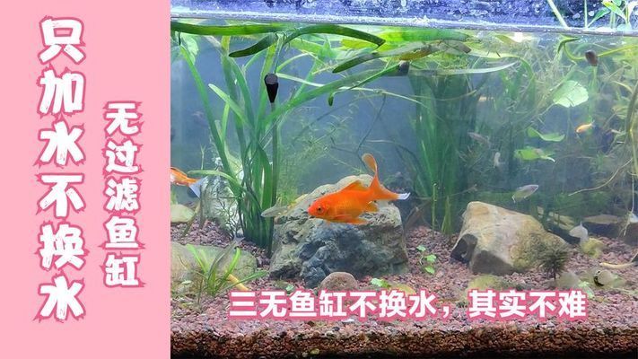 鱼缸可以不换水一直加水吗视频，如何建立和维护鱼缸水质检测方法 鱼缸百科 第3张