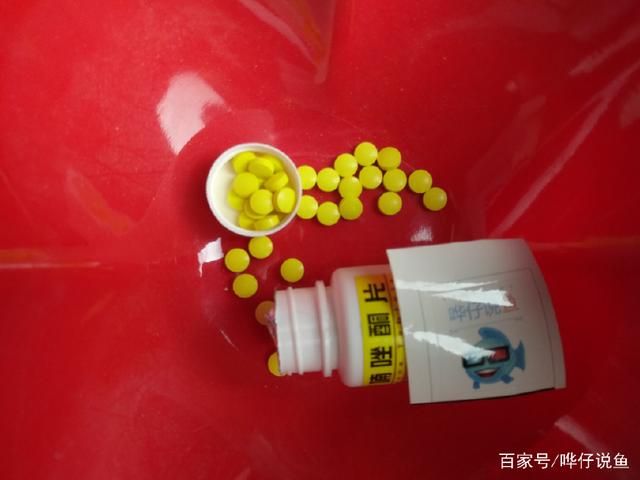 泰国虎鱼肠道疾病预防方法，泰国虎鱼肠道疾病早期症状观赏鱼水质管理要点 虎鱼百科 第5张