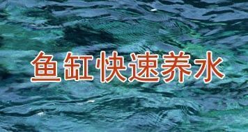 鱼缸的水怎么样才能养活鱼，如何选择合适的鱼缸过滤器？ 鱼缸百科 第6张