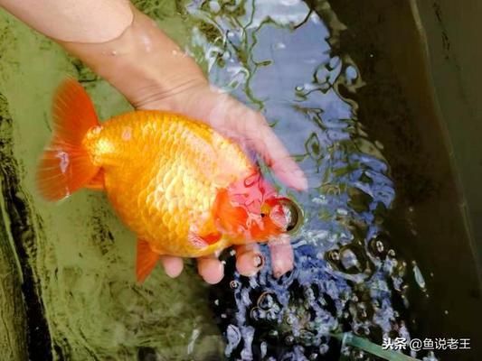 鱼缸绿水养鱼好不好，如何控制绿水养鱼的管理技巧 鱼缸百科 第3张