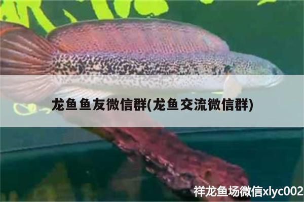 龙鱼交流微信群，合肥龙鱼交流微信群加入龙鱼交流微信群需要通过特定的渠道