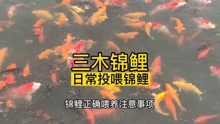 福建金龙鱼，关于福建金龙鱼的疑问 水族问答