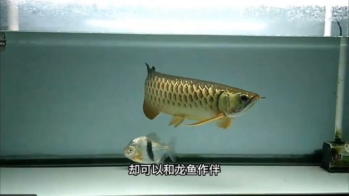 红勾银版鱼混养水质要求，红勾银版鱼混养时的水质要求包括水质保持清洁、酸碱度适中 观赏鱼市场（混养鱼） 第4张